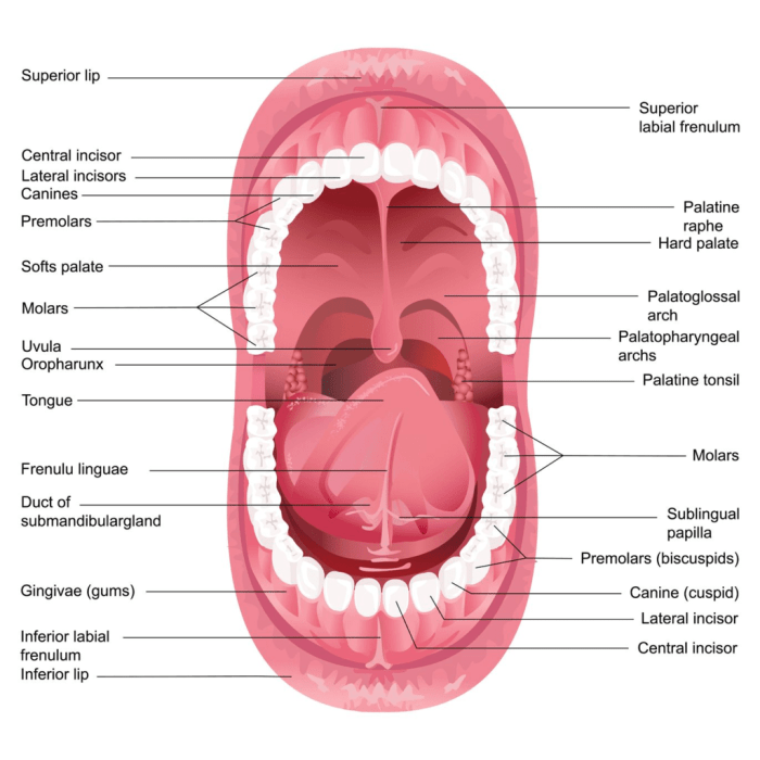 Buccal cavity edurev teeth palate glands neet