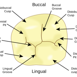 Is a buccal pit a cavity