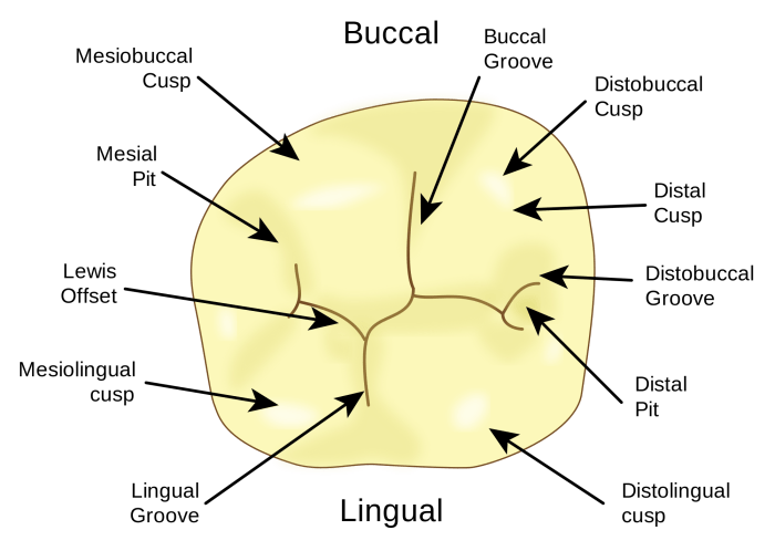 Is a buccal pit a cavity