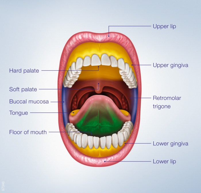 Buccal