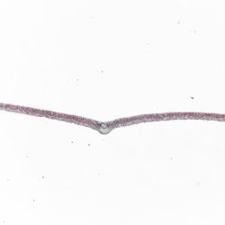 Syringa leaf cross section labeled