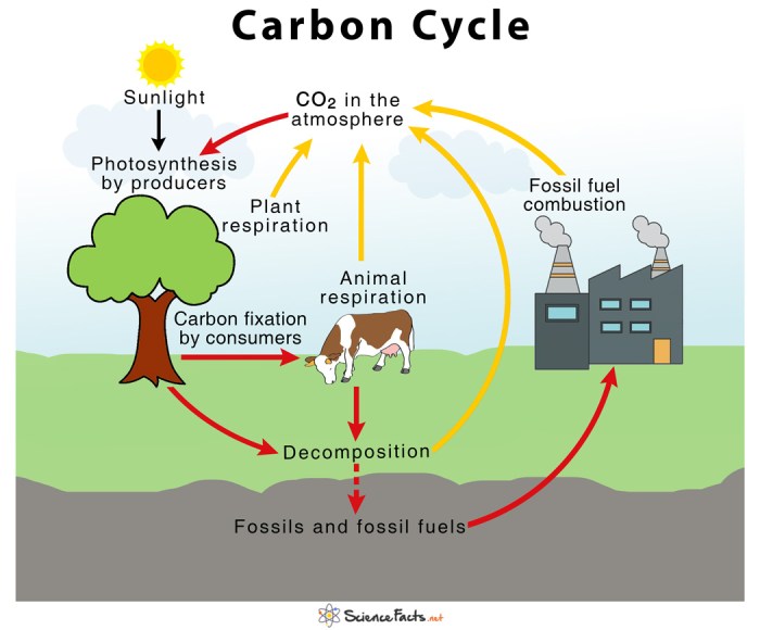 The carbon cycle worksheet answer key