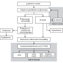 Hesi case study chronic renal failure