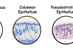 Label the tissue types illustrated here