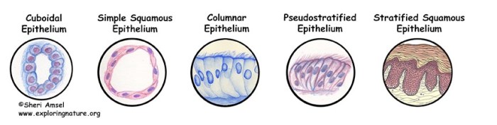 Label the tissue types illustrated here