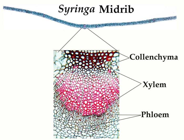 Syringa leaf cross section labeled