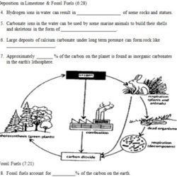 The carbon cycle worksheet answer key