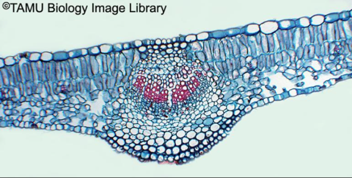 Syringa leaf cross section labeled