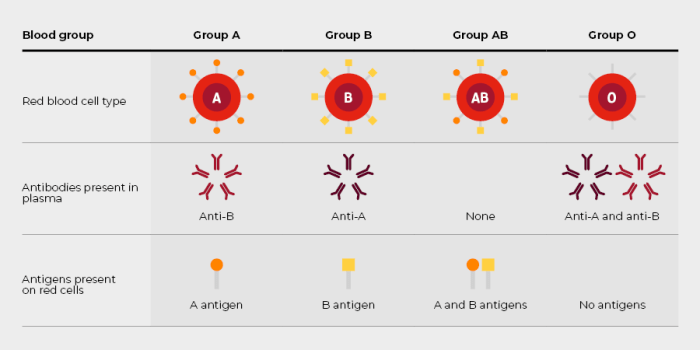 Complete the sentences describing abo blood groups