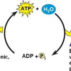 Atp hydrolysis structure endergonic phosphorylation reactions phosphate drives