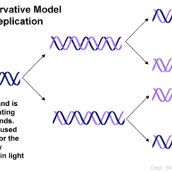 Replication semiconservative stahl meselson