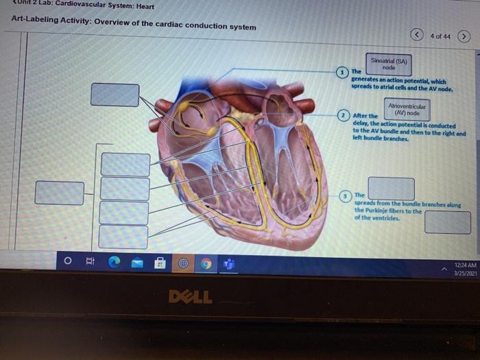 Conduction cardiac essay mckinney slovis