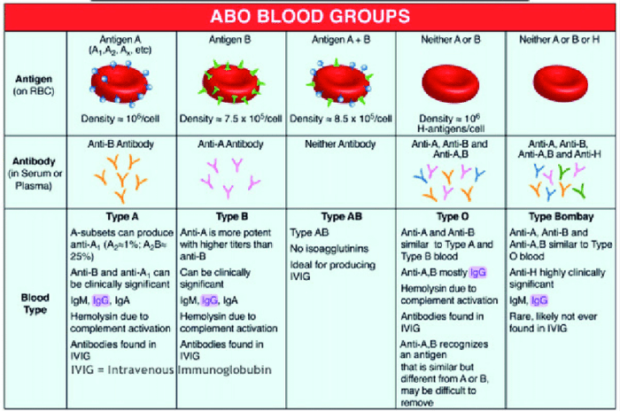 Complete the sentences describing abo blood groups