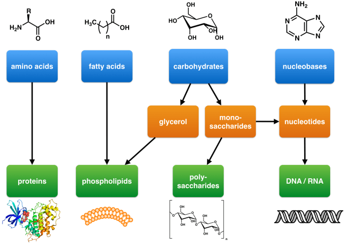 Match the organic molecules with the correct subunits