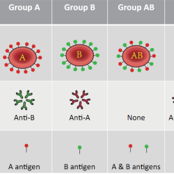 Blood abo antigens group antibodies table rhd