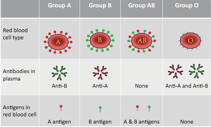 Blood abo antigens group antibodies table rhd