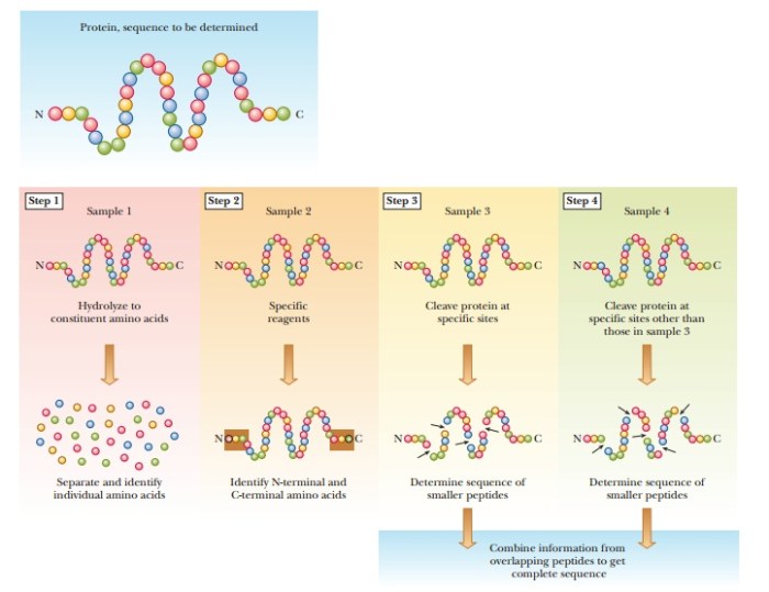 Match each description with the correct level of protein structure