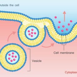 Exocytosis cell membrane vesicle molecules vesicles thoughtco vescicole molecole carried