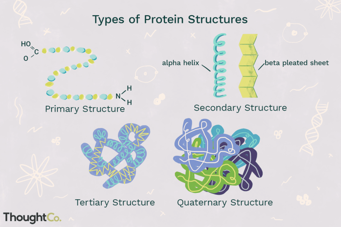 Proteins tertiary backbone structure interactions ionic hydrogen polypeptide struktur bonding hydrophobic disulfide secondary microbiology linkages quaternary acids kompas polypeptides determined